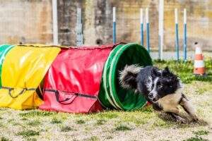 agility dog Skyjumper