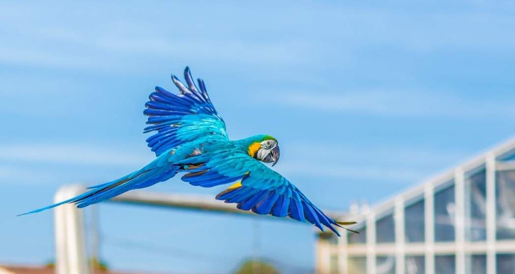 Pappagalli Skyjumper