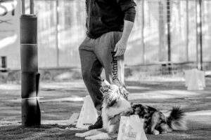 Rally Obedience